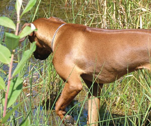 ApacheRidges Sunga Ma'at of The Nile