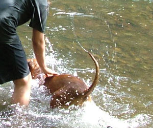 ApacheRidges Sunga Ma'at of The Nile