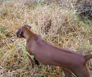 ApacheRidges Sunga Ma'at of The Nile