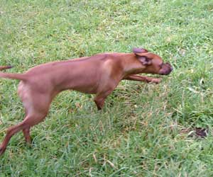 ApacheRidges Sunga Ma'at of The Nile