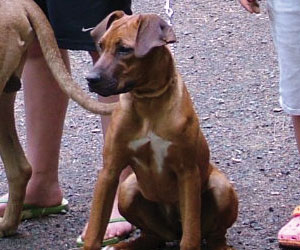 ApacheRidges Sunga Ma'at of The Nile