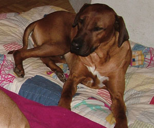 ApacheRidges Sunga Ma'at of The Nile