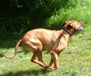 ApacheRidges Princess Tarah of Aba