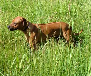 ApacheRidges Princess Tarah of Aba