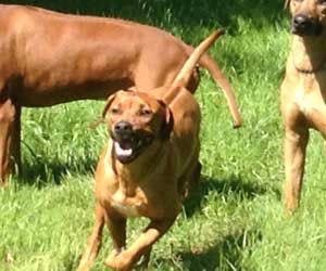 ApacheRidges Princess Tarah of Aba