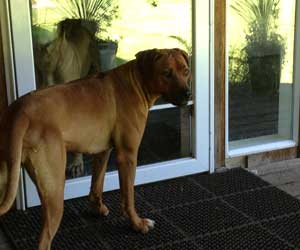 ApacheRidges Princess Tarah of Aba