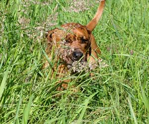 ApacheRidges Princess Tarah of Aba