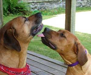 ApacheRidges Princess Tarah of Aba