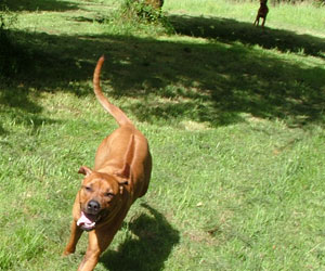 ApacheRidges Princess Tarah of Aba