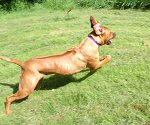 ApacheRidges Princess Tarah of Aba